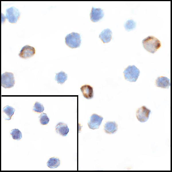 Immunocytochemistry of VISTA in overexpressing HEK293 cells with VISTA antibody at 1 μg/ml