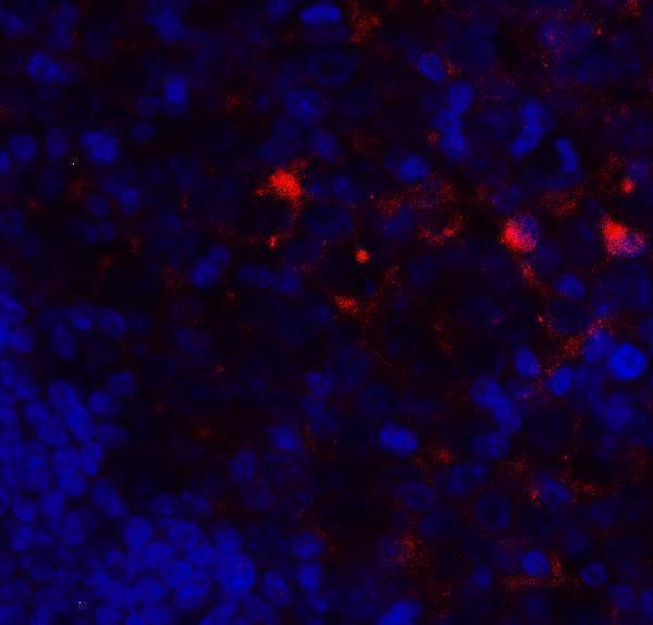 Immunofluorescence of VISTA in human tonsil tissue with B7-H5 antibody at 20 μg/ml
