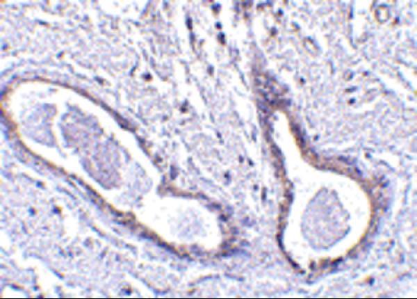 a32338 fam175a primary antibodies ihc testing 2