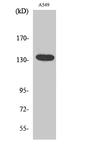 Western blotting validation for Anti-DREG ADGRG6 Antibody A32344
Western Blot (WB) analysis of specific cells using DREG polyclonal antibody