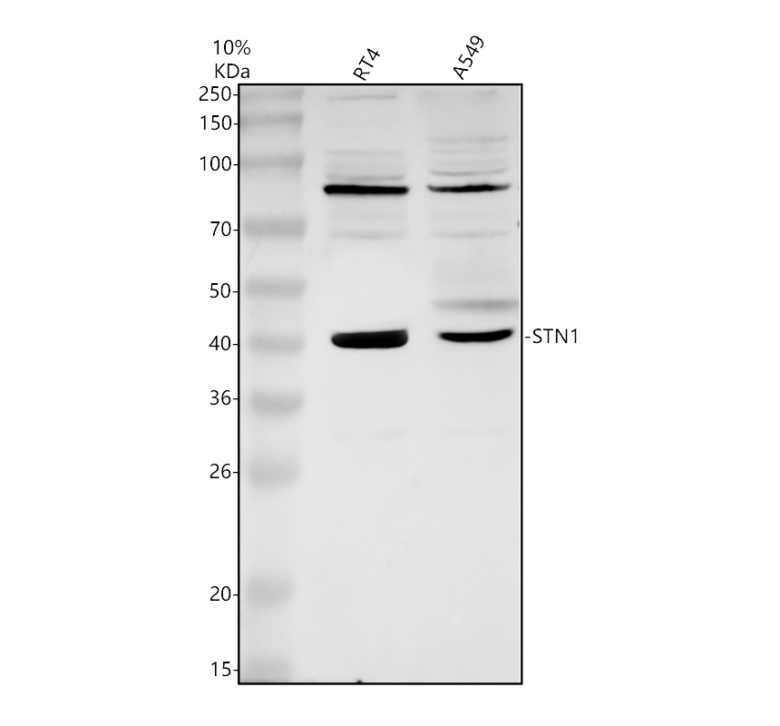 a32355 1 stn1 primary antibodies wb testing 1