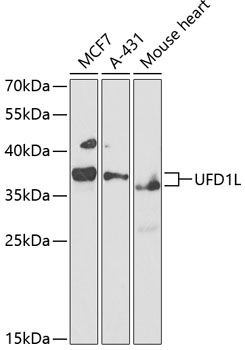 Western blot analysis of extracts of various cell lines, using UFD1L antibody  at 1:1000 dilution