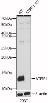 Western blot analysis of extracts from wild type and ATPIF1 knockout  293T cells, using ATPIF1 antibody  at 1:1000 dilution