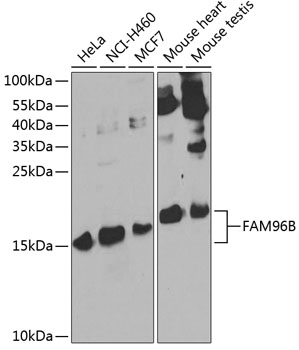 Western blot analysis of extracts of various cell lines, using FAM96B antibody  at 1:1000 dilution