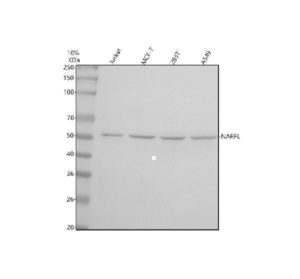  Western blot analysis of NARFL/CIAO3 using anti-NARFL/CIAO3 antibody (A32387)