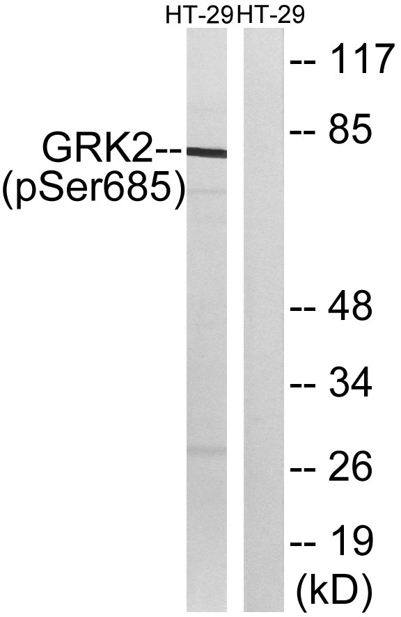 a32388s685 grk2 primary antibodies wb testing 1