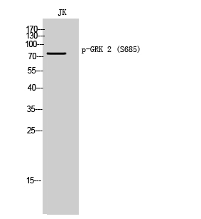 a32388s685 grk2 primary antibodies wb testing 2