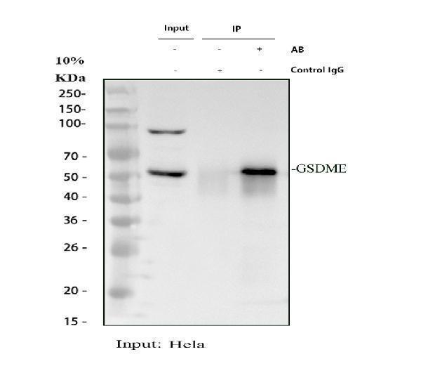 a32407 2 gsdme primary antibodies ip testing 1