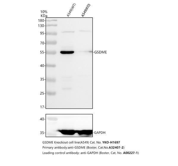 a32407 2 gsdme primary antibodies wb testing 3