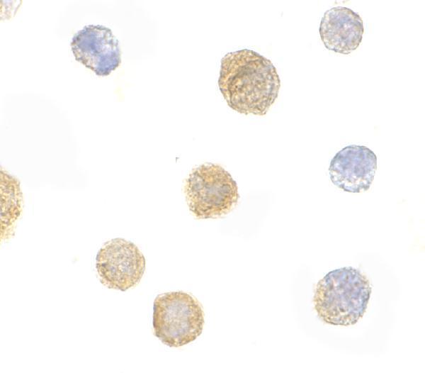 a32410 fyb primary antibodies icc testing 2