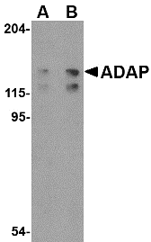 a32410 fyb primary antibodies wb testing 1