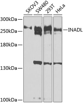 Western blot analysis of extracts of various cell lines, using INADL antibody  at 1:1000 dilution