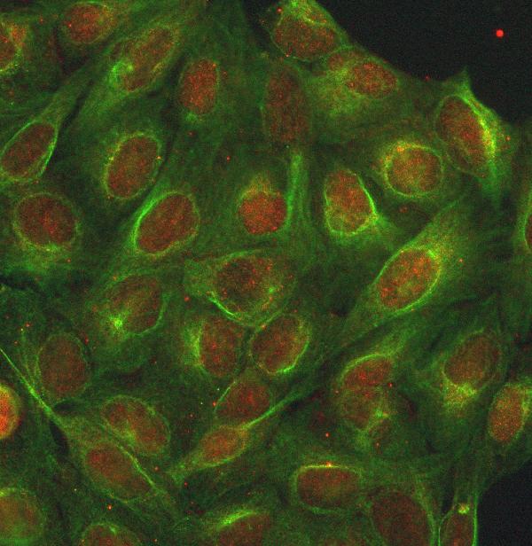Figure 2. IF analysis of INTS13 using anti-INTS13 antibody (A32419-2) and anti-Beta Tubulin antibody (M01857-3). INTS13 was detected in immunocytochemical section of U2OS cell. Enzyme antigen retrieval was performed using IHC enzyme antigen retrieval reagent (AR0022) for 15 mins. The cells were blocked with 10% goat serum. And then incubated with 5 microg/mL rabbit anti-INTS13 Antibody (A32419-2) and mouse anti-Beta Tubulin antibody (M01857-3) overnight at 4°C. Cy3 Conjugated Goat Anti-Rabbit IgG (BA1032) and DyLight®488 Conjugated Goat Anti-Mouse IgG (BA1126) were used as secondary antibody at 1:500 dilution and incubated for 30 minutes at 37°C. Visualize using a fluorescence microscope and filter sets appropriate for the label used.