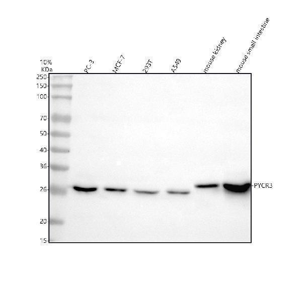  Western blot analysis of PYCRL/PYCR3 using anti-PYCRL/PYCR3 antibody (A32428-1)