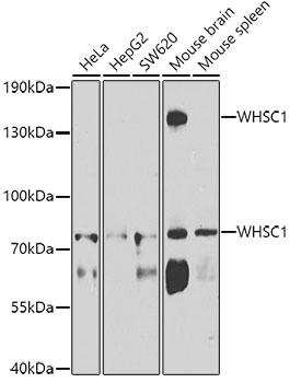 a32441 nsd2 primary antiboties wb testing 1