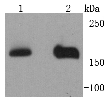 a32443 nsd3 primary antiboties wb testing 1