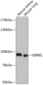 Western blot analysis of extracts of various cell lines, using KIRREL antibody  at 1:1000 dilution