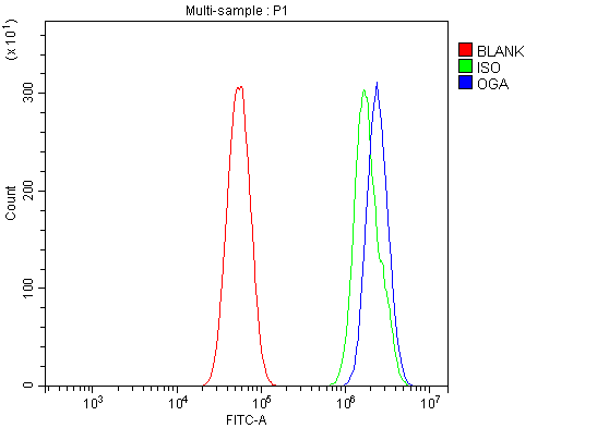 Figure 4. Flow Cytometry analysis of U87 cells using anti-MGEA5/OGA antibody (A32463). Overlay histogram showing U87 cells stained with A32463 (Blue line). To facilitate intracellular staining, cells were fixed with 4% paraformaldehyde and permeabilized with permeabilization buffer. The cells were blocked with 10% normal goat serum. And then incubated with rabbit anti-MGEA5/OGA Antibody (A32463, 1 microg/1x106 cells) for 30 min at 20°C. DyLight®488 conjugated goat anti-rabbit IgG (BA1127, 5-10 microg/1x106 cells) was used as secondary antibody for 30 minutes at 20°C. Isotype control antibody (Green line) was rabbit IgG (1 microg/1x106) used under the same conditions. Unlabelled sample without incubation with primary antibody and secondary antibody (Red line) was used as a blank control.