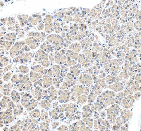 a32463 oga primary antibodies ihc testing 3