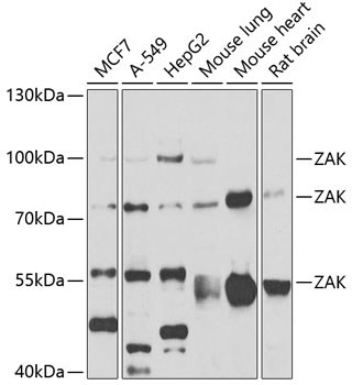 Western blot analysis of extracts of various cell lines, using ZAK antibody  at 1:1000 dilution