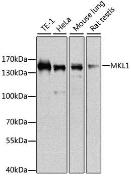 a32468 1 mrtfa primary antiboties wb testing 1