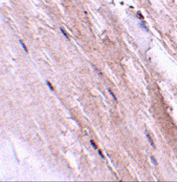 a32476 gbas primary antibodies ihc testing 2