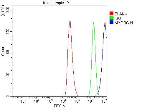 Figure 2. Flow Cytometry analysis of HepG2 cells using anti-MYORG antibody (A32480). Overlay histogram showing HepG2 cells stained with A32480 (Blue line). To facilitate intracellular staining, cells were fixed with 4% paraformaldehyde and permeabilized with permeabilization buffer. The cells were blocked with 10% normal goat serum. And then incubated with rabbit anti-MYORG Antibody (A32480, 1 microg/1x106 cells) for 30 min at 20°C. DyLight®488 conjugated goat anti-rabbit IgG (BA1127, 5-10 microg/1x106 cells) was used as secondary antibody for 30 minutes at 20°C. Isotype control antibody (Green line) was rabbit IgG (1 microg/1x106) used under the same conditions. Unlabelled sample (Red line) was also used as a control.