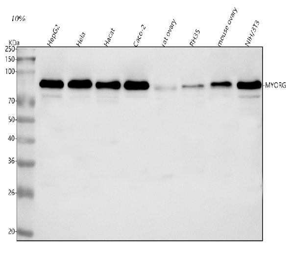 Figure 1. Western blot analysis of MYORG using anti-MYORG antibody (A32480). Electrophoresis was performed on a 5-20% SDS-PAGE gel at 70V (Stacking gel) / 90V (Resolving gel) for 2-3 hours. The sample well of each lane was loaded with 30 ug of sample under reducing conditions. Lane 1: human HepG2 whole cell lysates, Lane 2: human Hela whole cell lysates, Lane 3: human Hacat whole cell lysates, Lane 4: human Caco-2 whole cell lysates, Lane 5: rat ovary tissue lysates, Lane 6: rat RH35 whole cell lysates, Lane 7: mouse ovary tissue lysates, Lane 8: mouse NIH/3T3 whole cell lysates. After electrophoresis, proteins were transferred to a nitrocellulose membrane at 150 mA for 50-90 minutes. Blocked the membrane with 5% non-fat milk/TBS for 1.5 hour at RT. The membrane was incubated with rabbit anti-MYORG antigen affinity purified polyclonal antibody (Catalog # A32480) at 0.5 microg/mL overnight at 4°C, then washed with TBS-0.1%Tween 3 times with 5 minutes each and probed with a goat anti-rabbit IgG-HRP secondary antibody at a dilution of 1:5000 for 1.5 hour at RT. The signal is developed using an Enhanced Chemiluminescent detection (ECL) kit (Catalog # EK1002) with Tanon 5200 system. A specific band was detected for MYORG at approximately 87 kDa. The expected band size for MYORG is at 81 kDa.
