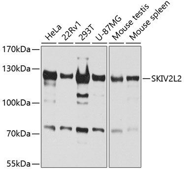 Western blot analysis of extracts of various cell lines, using SKIV2L2 antibody  at 1:1000 dilution
