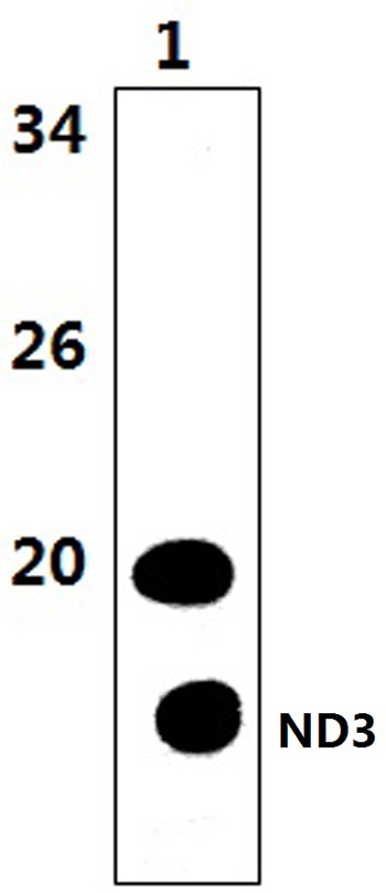 Western blot (WB) analysis of ND3 polyclonal antibody at 1:1000 dilution
Lane1:The muscle tissue lysate of Mouse (47μg)