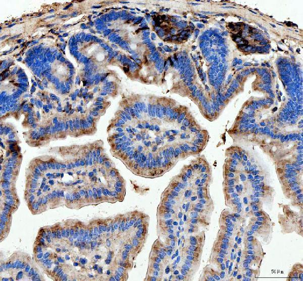  IHC analysis of Lyz1/2 using anti-Lyz1/2 antibody (A32724)