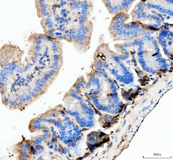  IHC analysis of Lyz1/2 using anti-Lyz1/2 antibody (A32724)