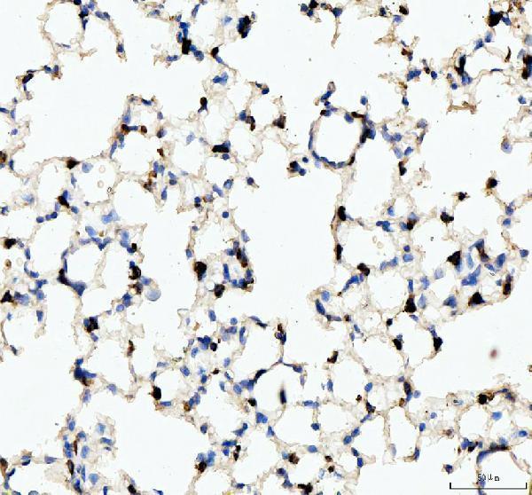 a32724 lyz1 2 primary antibodies ihc testing 4
