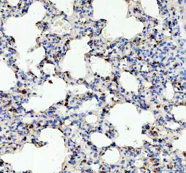 a32724 lyz1 2 primary antibodies ihc testing 5