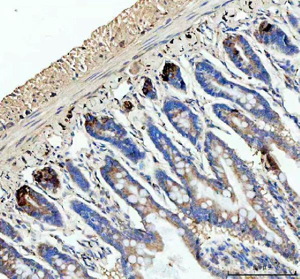 a32724 lyz1 2 primary antibodies ihc testing 6