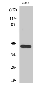 a32790 apobec3 primary antibodyes wb testing 2
