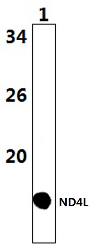 Western blot (WB) analysis of ND4L polyclonal antibody at 1:1000 dilution
Lane1:NIH/3T3 whole cell lysate(48μg)