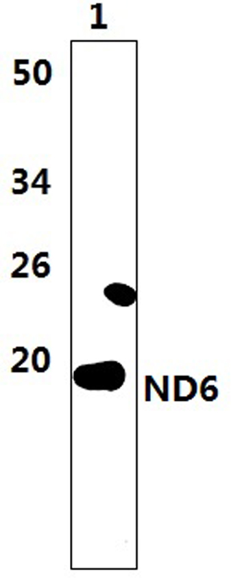 Western blot (WB) analysis of ND6 polyclonal antibody at 1:1000 dilution
Lane1:The muscle tissue lysate of Mouse (47μg)