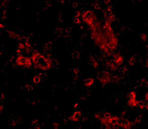 Immunofluorescence of TRIM30 in Human Ovary cells with TRIM30 antibody at 20 μg/mL