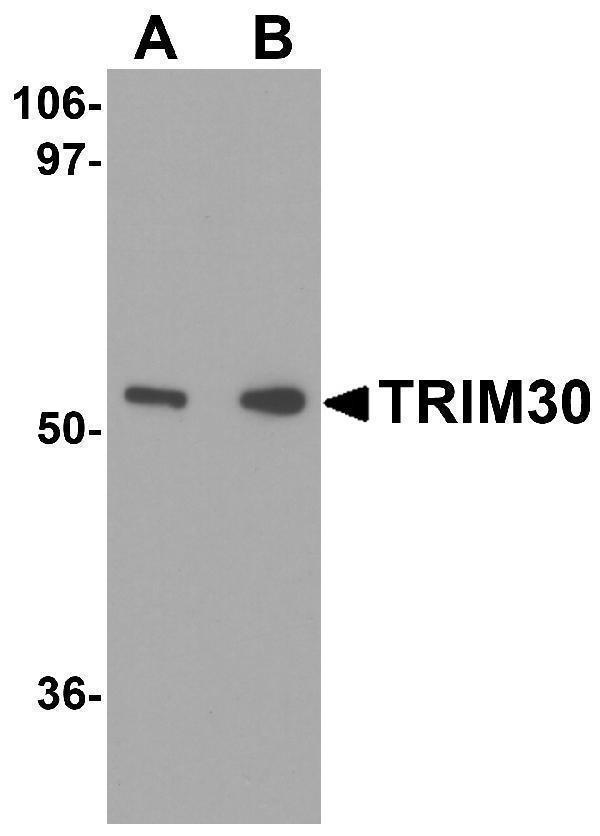 Western blot analysis of TRIM30 in mouse heart tissue lysate with TRIM30 antibody at (A) 1 and (B) 2 μg/mL