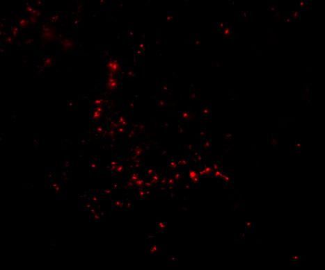 Immunofluorescence of TRIM30 in Human Ovary cells with TRIM30 antibody at 20 μg/mL
