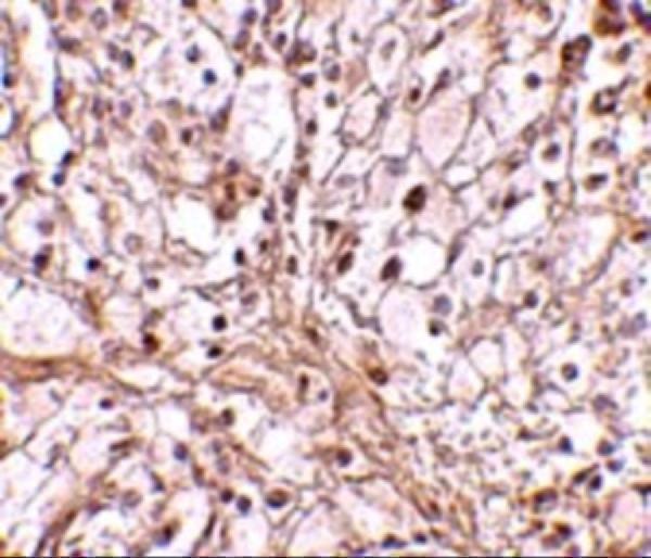 Immunohistochemistry of TRIM30 in mouse ovary tissue with TRIM30 antibody at 10 μg/mL