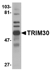 Western blot analysis of TRIM30 in mouse spleen tissue lysate with TRIM30 antibody at 1 μg/mL
