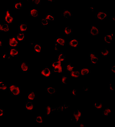 a33174 tlr11 primary antibodies if testing 3