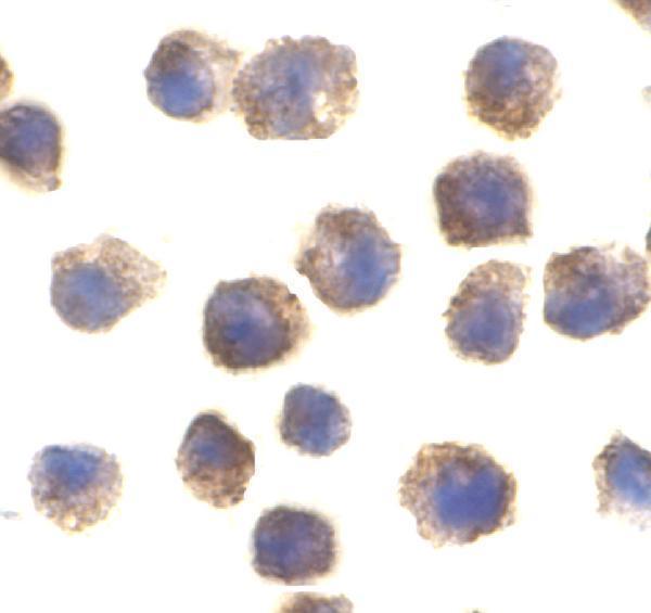 a33174 tlr11 primary antibodies ihc testing 2