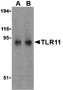 a33174 tlr11 primary antibodies wb testing 1