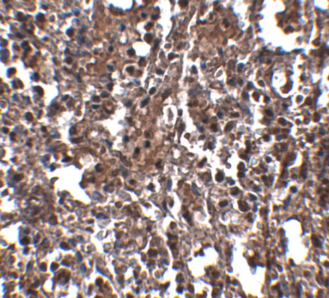 a33282 klra2 primary antibodies ihc testing 2