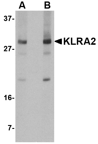a33282 klra2 primary antibodies wb testing 1