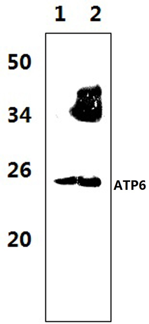 a33471 mtatp6 primary antiboties wb testing 1