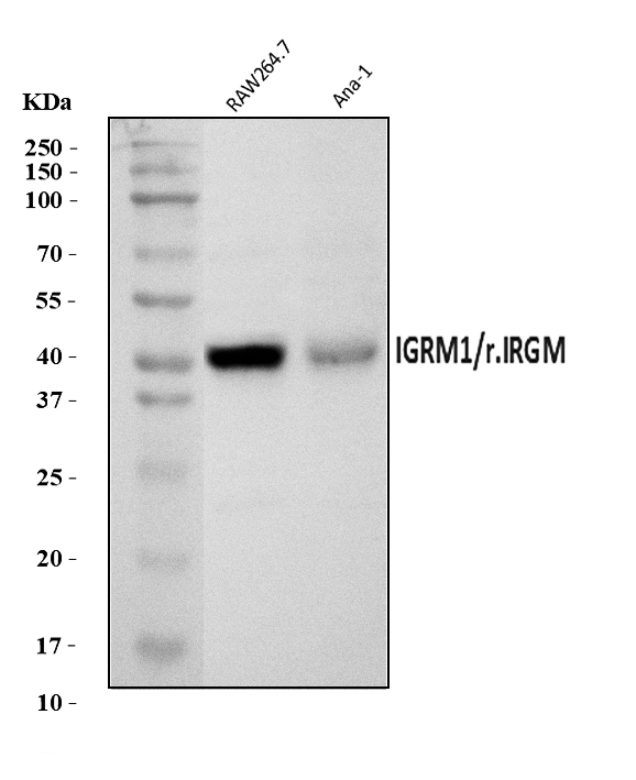  Western blot analysis of IRGM/Irgm1 using anti-IRGM/Irgm1 antibody (A33515)
